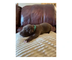 Chocolate Lab puppies in need of loving homes - 8
