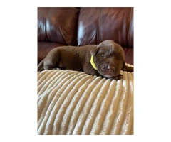 Chocolate Lab puppies in need of loving homes - 10