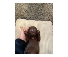Chocolate Lab puppies in need of loving homes - 11