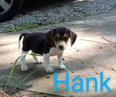 Beagle puppies for sale - 4