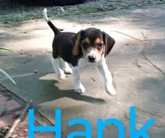 Beagle puppies for sale - 5