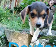 Beagle puppies for sale - 6