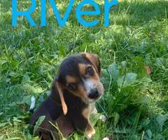 Beagle puppies for sale - 7