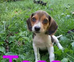 Beagle puppies for sale - 8