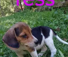 Beagle puppies for sale - 9