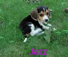 Beagle puppies for sale - 10