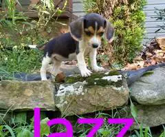 Beagle puppies for sale - 11