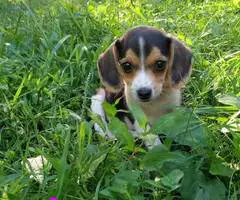 Beagle puppies for sale - 12