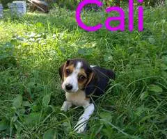 Beagle puppies for sale - 13
