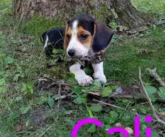 Beagle puppies for sale - 14
