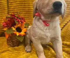 6 Goldador puppies for sale - 11