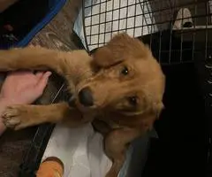 Pure Golden Retriever puppy for sale - 5