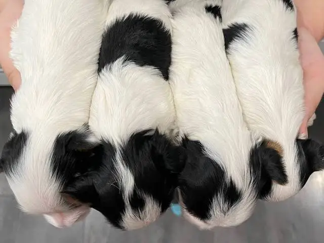 Beautiful AKC Biewer Terrier puppies for sale - 1/6