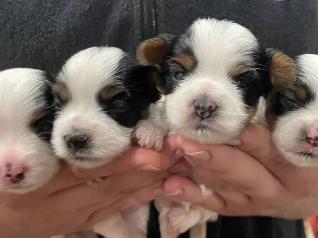 Beautiful AKC Biewer Terrier puppies for sale - 2/6