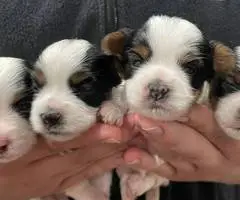 Beautiful AKC Biewer Terrier puppies for sale - 2
