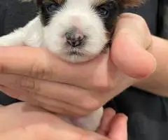 Beautiful AKC Biewer Terrier puppies for sale - 4