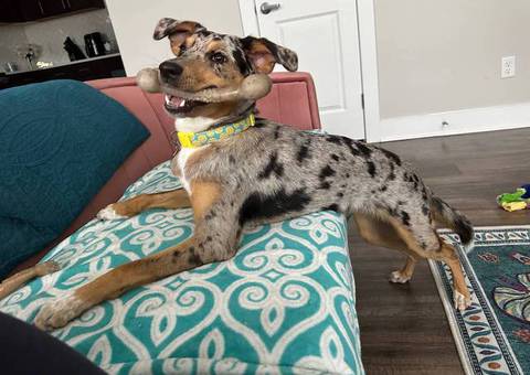 Looking for a Loving Home for Zazie, Our Energetic and Playful Pup!