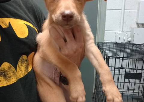 Pitsky puppies for adoption
