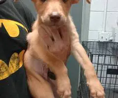 Pitsky puppies for adoption