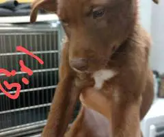 Pitsky puppies for adoption - 2