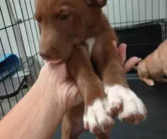 Pitsky puppies for adoption - 7