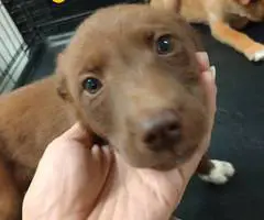 Pitsky puppies for adoption - 9