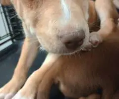 Pitsky puppies for adoption - 10