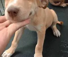 Pitsky puppies for adoption - 11