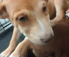 Pitsky puppies for adoption - 12