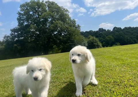 Fullblooded Great Pyrenees puppies