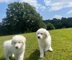 Fullblooded Great Pyrenees puppies
