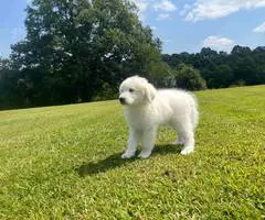 Fullblooded Great Pyrenees puppies - 2