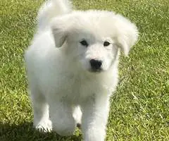 Fullblooded Great Pyrenees puppies - 3