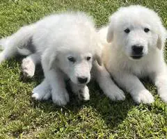 Fullblooded Great Pyrenees puppies - 4