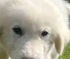 Fullblooded Great Pyrenees puppies - 5