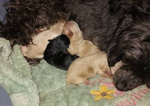 Yorkie poo