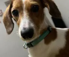 2.5 year old dachshund for sale - 2