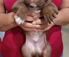 Puppies Red Nose Pitbull - 3