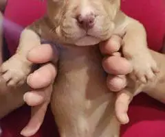 Puppies Red Nose Pitbull - 8
