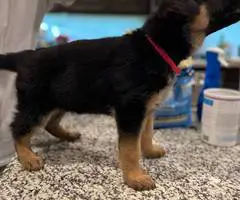 German Shepherd Akc puppies for sale