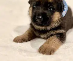 German Shepherd Akc puppies for sale - 3