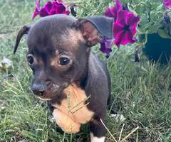 2 boy Chihuahua  cheap puppies - 1