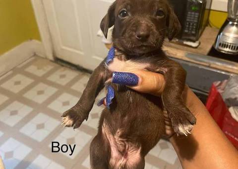 6 girl and 4 boy puppies