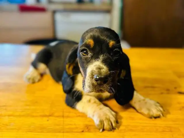 3 Bassett Hound puppy's for sale - 1/3