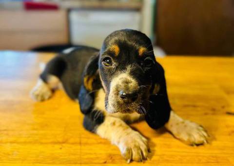 3 Bassett Hound puppy's for sale