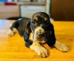 3 Bassett Hound puppy's for sale