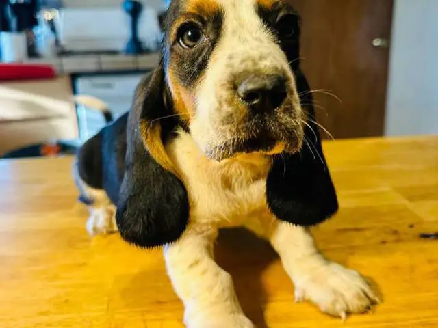 3 Bassett Hound puppy's for sale - 2/3