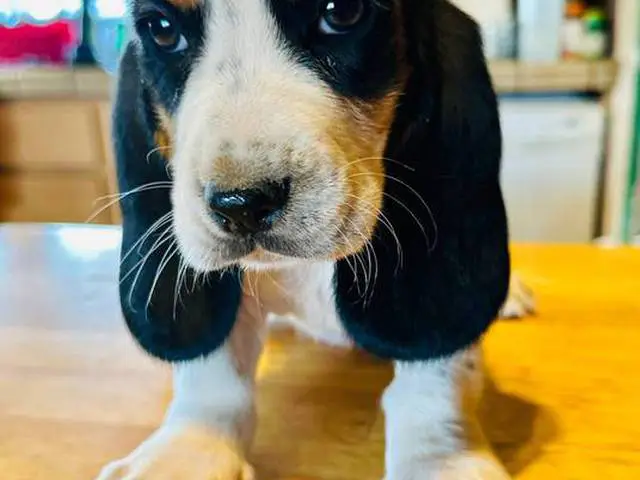 3 Bassett Hound puppy's for sale - 3/3