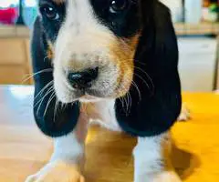 3 Bassett Hound puppy's for sale - 3