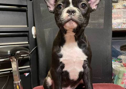 Two male Frenchton puppies for sale